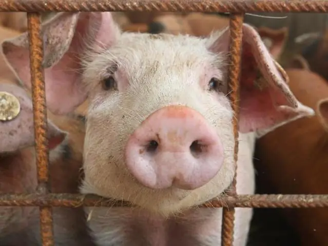 Новые взгляды на эволюцию человека: междисциплинарный подход к эволюции человека