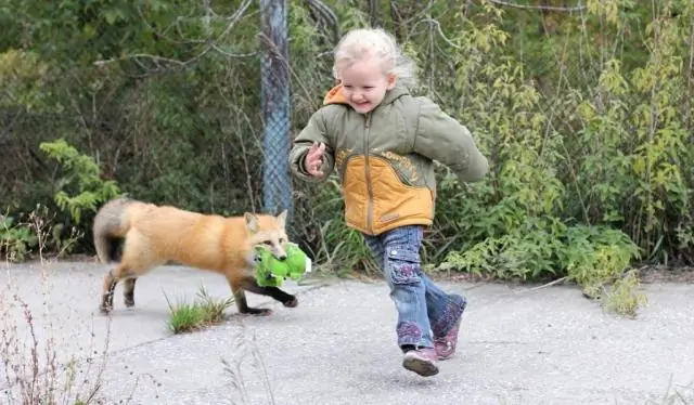 Исследование связывает одомашнивание лис с активностью генов в гипофизе