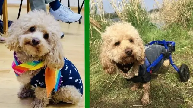 За 16 лет Борнео потерял более 100 000 орангутангов