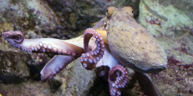 Как каракатица прокалывает кожу: неврологическое исследование показывает удивительный контроль