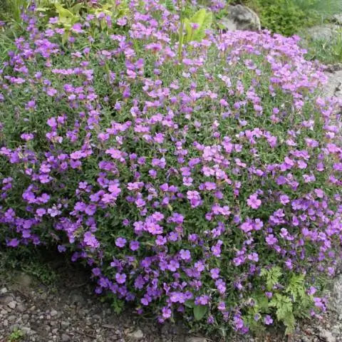 Выращивание сельскохозяйственных культур с помощью камней для сокращения выбросов CO2 и повышения глобальной продовольственной безопасности