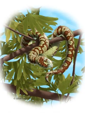 Растения колонизировали Землю на 100 миллионов лет раньше, чем считалось ранее