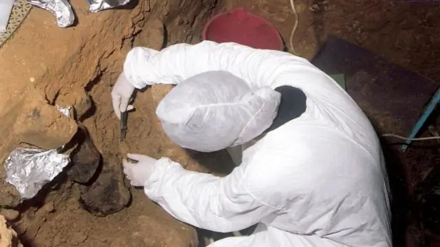 Хотите чипсы с медузами? Исследователи разработали новый метод быстрого превращения мягкого тела медузы в форме зонтика в хрустящее лакомство