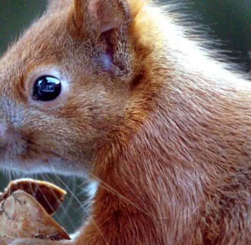 Серые белки победили красных в «битве умов»