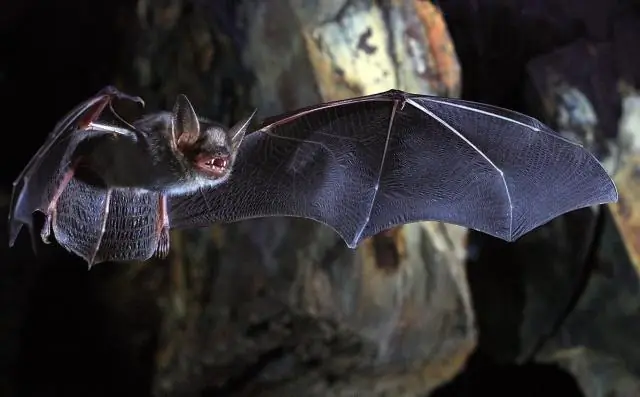 Расшифровка генетического кода сложных признаков крупного рогатого скота: глобальное геномное исследование точно отображает рост крупного рогатого скота, людей и собак