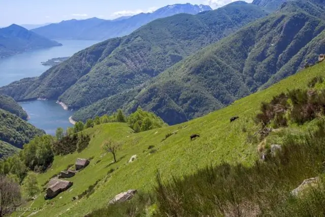 Крайневысотные птицы развили одну и ту же черту посредством разных мутаций: молекулярные схемы различаются у гемоглобинов, задерживающих кислород