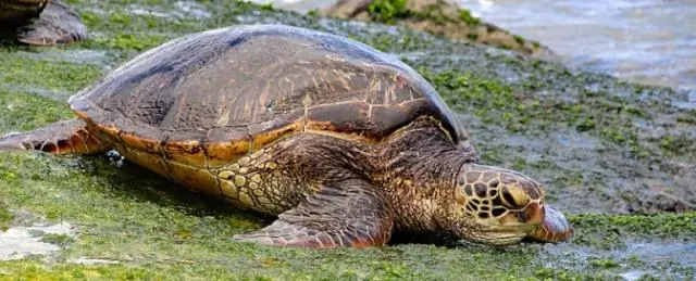 Шум от кораблей пугает морских свиней: новое исследование показывает, что морские свиньи убегают и перестают питаться, когда их беспокоит сильный шум корабля