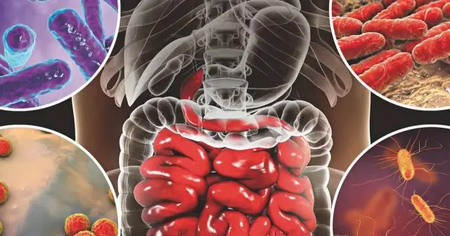 Кишечные реакции на пробиотики: бактериальный состав кишечной флоры у мышей устойчив в одних отношениях, но хрупок в других