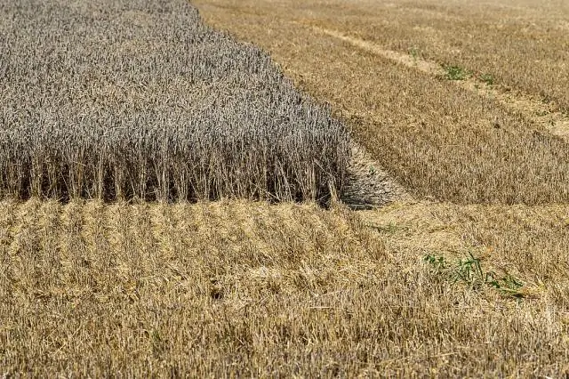 По мере изменения климата могут меняться и гены бабочки-парусника восточного тигра