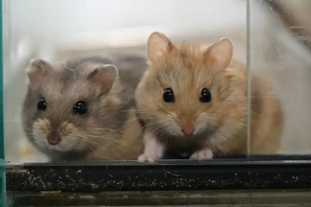 Конфликт между самцами и самками может заменить эволюцию новых видов