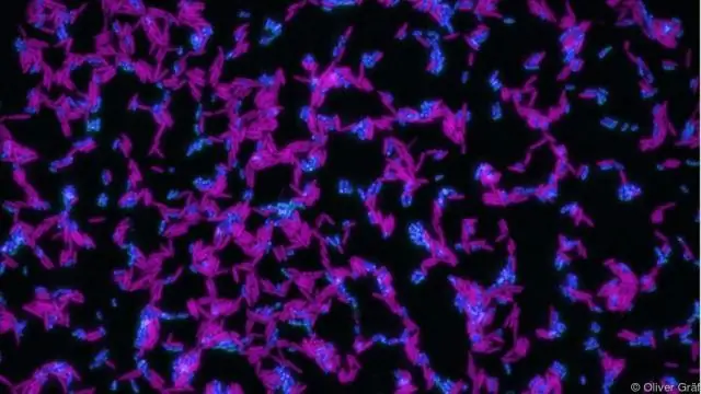 Бактерии производят больше веществ, чем предполагалось до сих пор: продукты могут включать агенты с фармацевтическим потенциалом