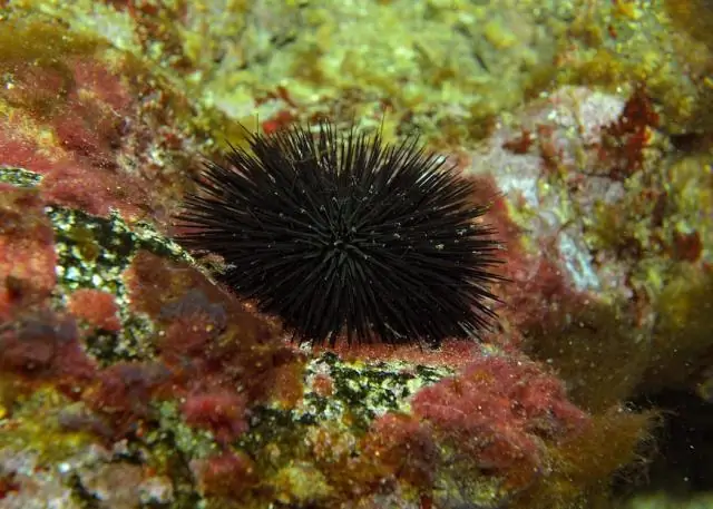 Морские ежи разрушают скальные рифы, выкапывают ямы для себя: Морские ежи умеренных рифов лепят среднезернистый песчаник в 37 раз быстрее, чем гранит