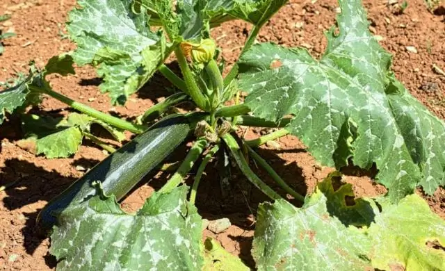 Более сухие условия могут привести к гибели елей и пихт Скалистых гор