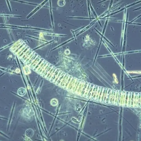 Застой в южной части Тихого океана: ученые подтверждают теорию о роли южной части Тихого океана в естественных колебаниях СО2 в атмосфере