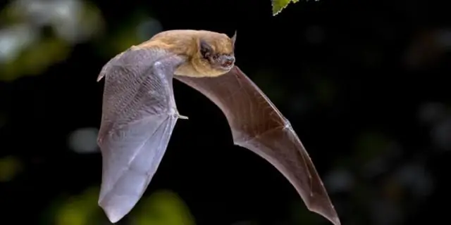 Как летучие мыши переносят вирусы, не болея