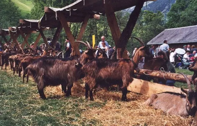 Домашняя коза, относящаяся к периоду неолитической шнуровой керамики, обнаружена в Финляндии