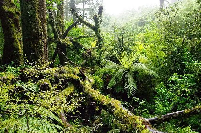 Восстановление лесов в верхних слоях почвы в США хранит огромное количество углерода с потенциалом гораздо большего