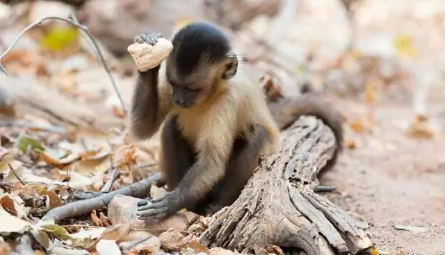 Человеки изменили экосистемы Центральной Африки более 2600 лет назад: ученые-геологи разгадывают загадку «кризиса тропических лесов»