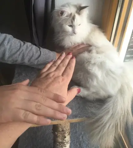 Чип аллергенов: аллергию можно определить даже у лошадей