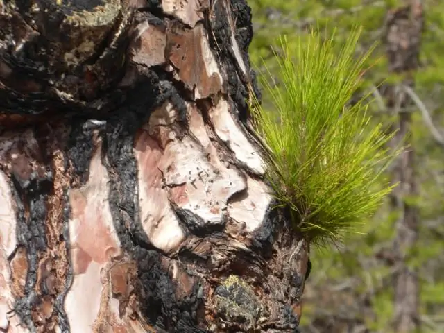 Ландшафтная генетика помогает сохранить прибрежные леса