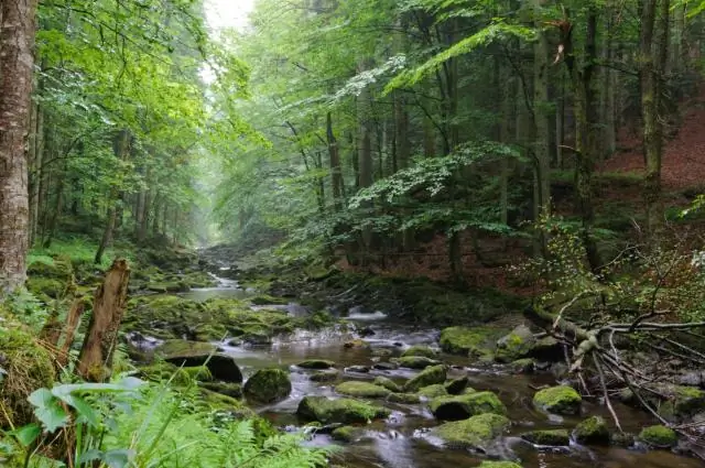 Справедливое сохранение – это место, где проблемы окружающей среды и социальная справедливость сливаются воедино
