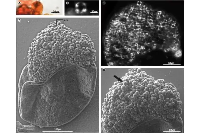 Пермская углеводная загрузка: как крахмалистые лакомства помогли построить древний мир