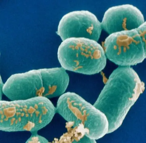 В природе несовершенная иммунная система стимулирует эволюцию смертоносных патогенов