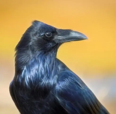 Двух видов воронов никогда больше не будет? Новое исследование находит доказательства «инверсии видообразования»