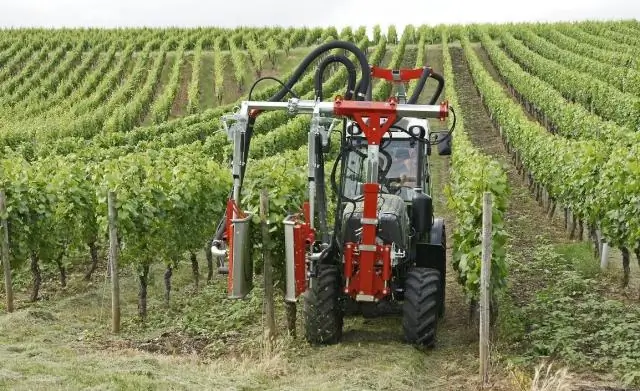 Discovery показывает, как винный виноград задыхается