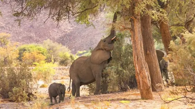 Воздействие рыболовного флота на наиболее угрожаемых морских птиц