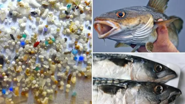 Как микропластик влияет на морские организмы