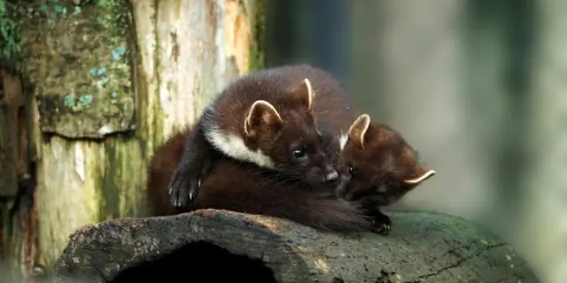 Сосновые куницы помогают контролировать инвазивных серых белок: в исследовании используется экологическая криминалистика, пространственные модели для ареалов