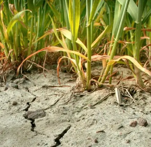 Ученые выращивают культуры, чтобы экономить воду и противостоять засухе: культурам с более высоким уровнем белка требуется на 25 процентов меньше воды
