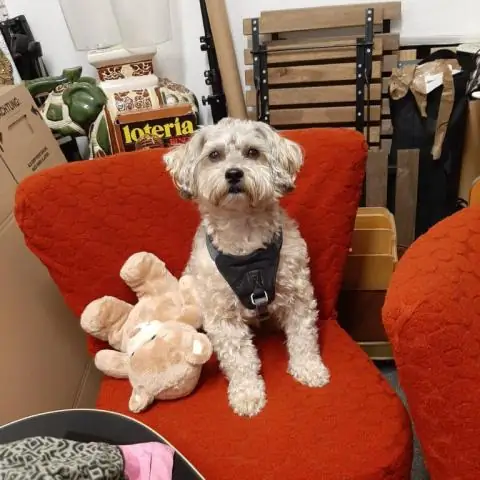 Суперсниффер: нос собаки вдохновил на создание новых материалов для датчиков газа