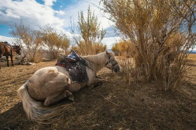 Оценки завышены для монгольских пастбищных угодий, поврежденных домашним скотом: четкий метод оценки состояния пастбищ опирается на древнюю традицию