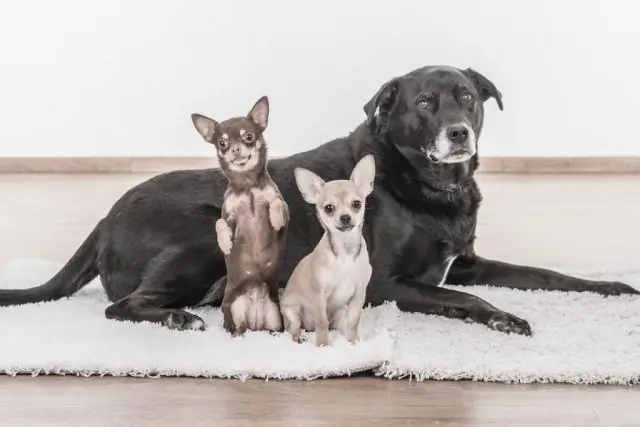 Тропические птицы живут дольше своих умеренных собратьев