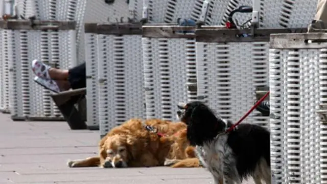 Животные защищают свои семьи от сурового мира