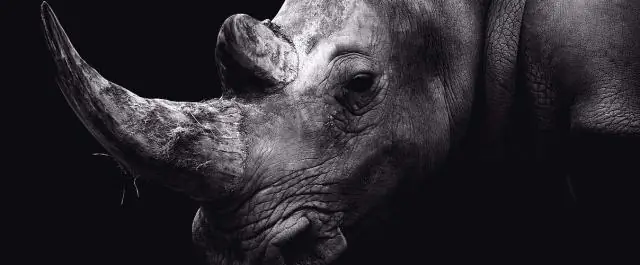 Молодые южные белые носороги могут издавать четыре различных крика, зависящих от контекста: Небольшая выборка телят также предполагает, что формирование криков может быть врожденным