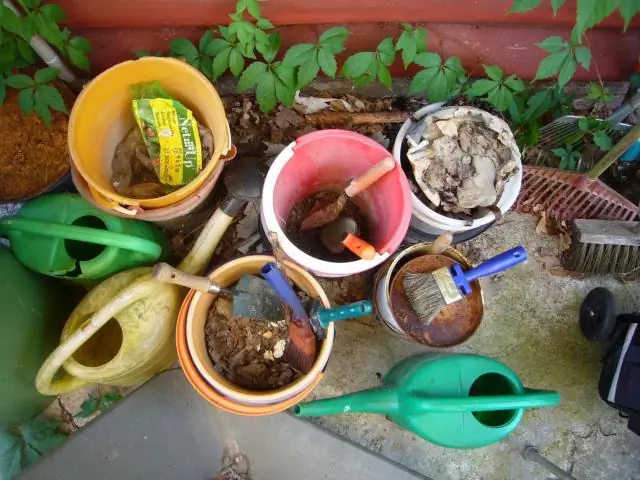 Разнообразные тропические леса быстро растут, несмотря на повсеместное ограничение содержания фосфора