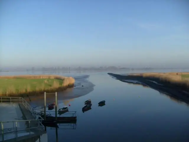 Молекулы-приманки нацелены на кишечную палочку для лечения ИМП у мышей: соединения на основе сахара могут найти способы обойти устойчивость к антибиотикам