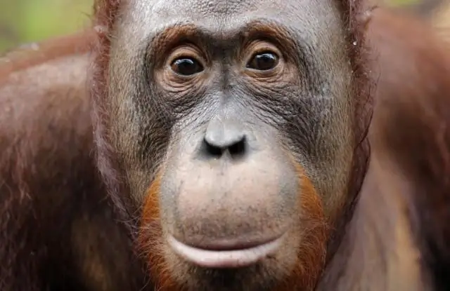 Углерод может быть заперт в лесах