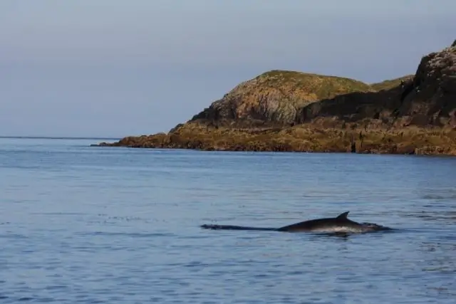 Воды западного побережья возвращаются к норме, но уловы лосося отстают: необычно теплые условия рассеиваются, когда «Клякса» Эль-Ниньо ослабевает