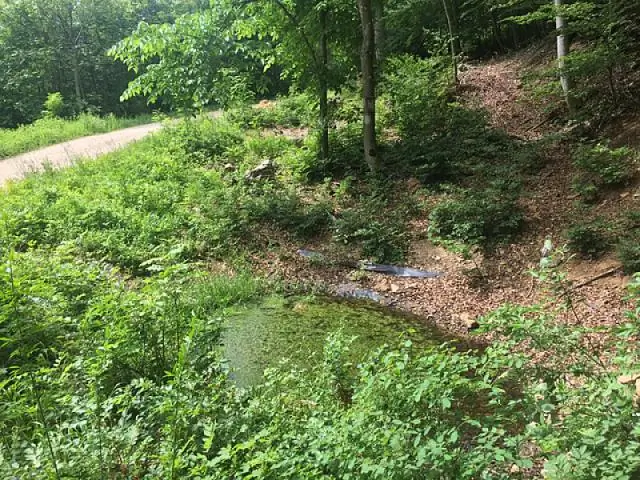 Жизнь в быстром течении: головастики новых видов полагаются на «присоски», чтобы не отставать: лягушки, живущие в тропических лесах Суматры, также представляют новый род