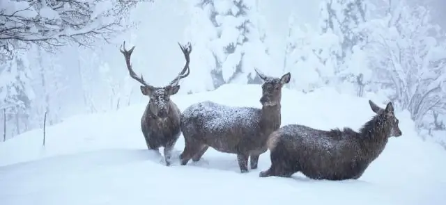 Исследования могут улучшить управление конфликтами между дикой природой и фермерами по всему миру