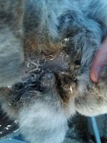 Проблемы размножения: Мета-анализ выявляет рыбные проблемы с неволей