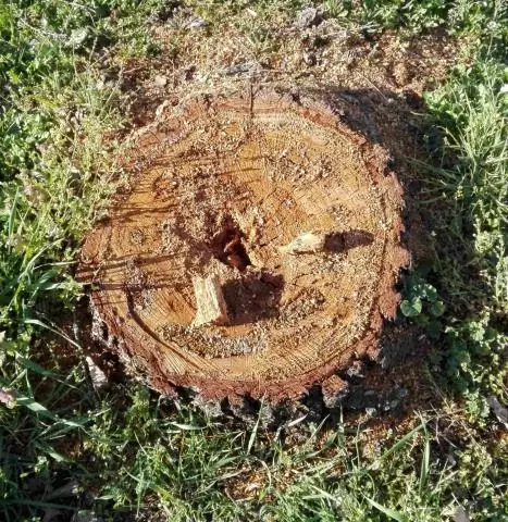 Недостаток воды является ключевым фактором стресса для городских деревьев