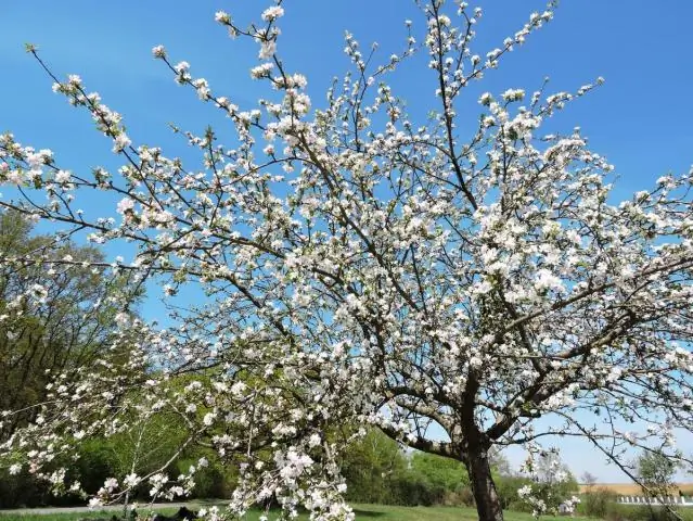 Реже стрижка газона улучшает среду обитания пчел