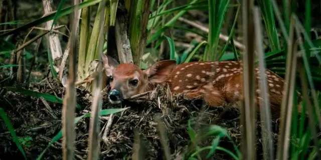 Кормление диких животных может повлиять на миграцию и распространение болезней