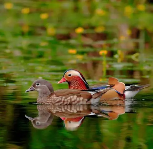 Ученые напоминают своим коллегам: самки птиц тоже поют