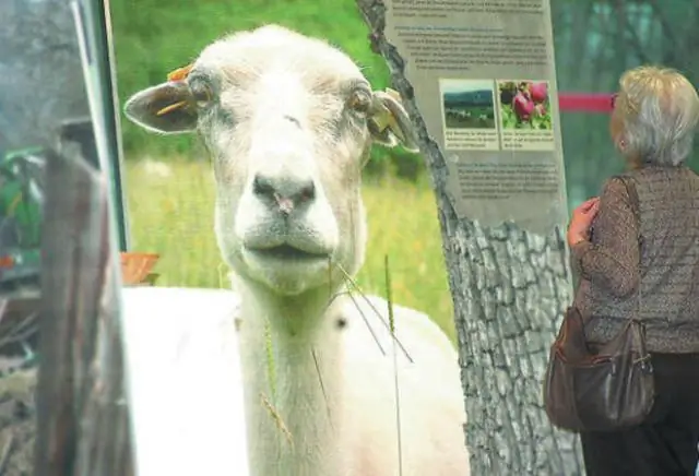 «Ленивые газонокосилки» могут помочь поддержать популяцию и разнообразие пригородных пчел: исследование Университета Массачусетса в Амхерсте показывает, что менее частое скашивание может помочь пригор